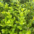 Boxwood &