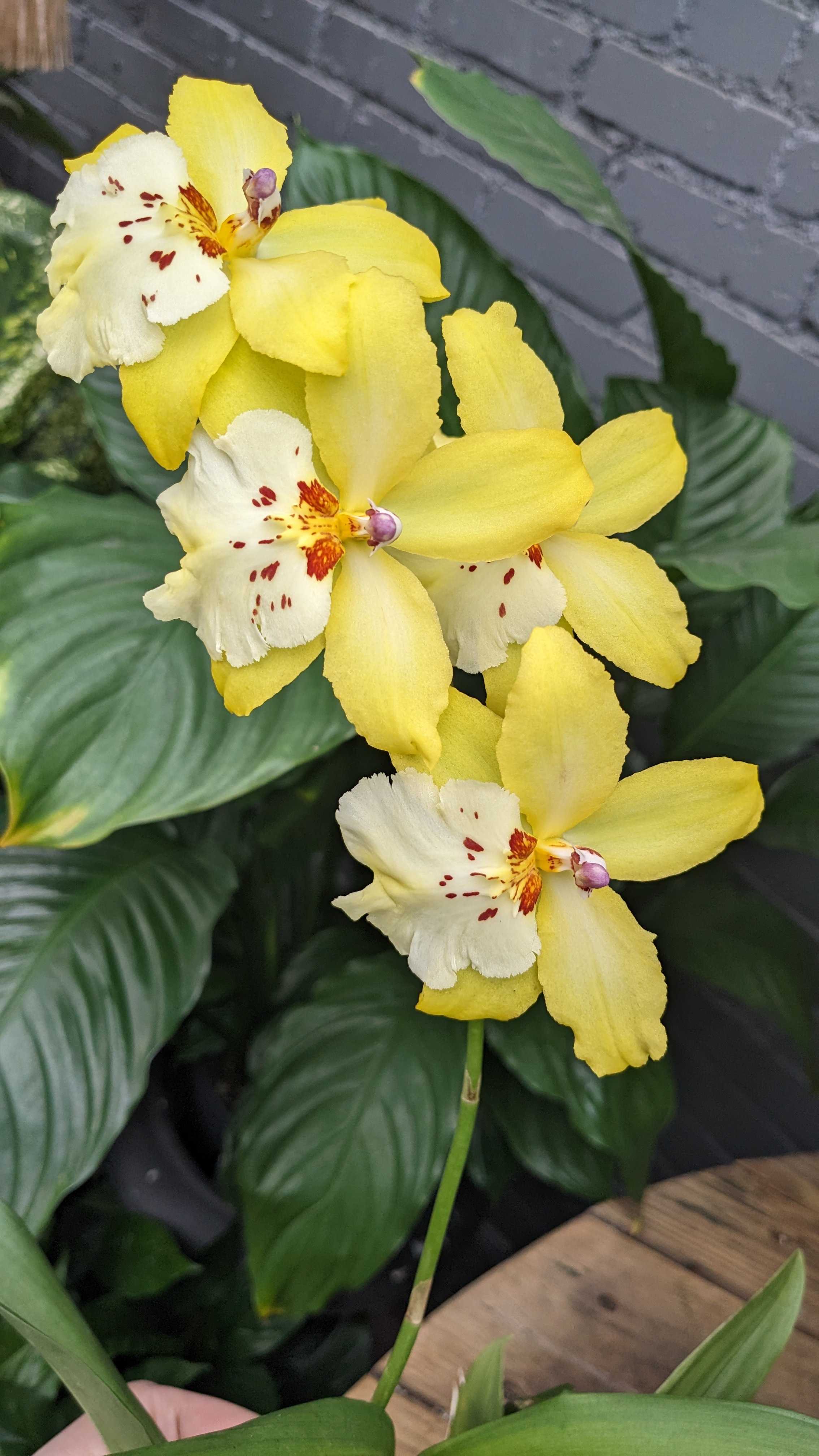 4" Orchid
